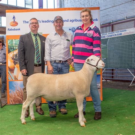 Image result for Sheep Blanket