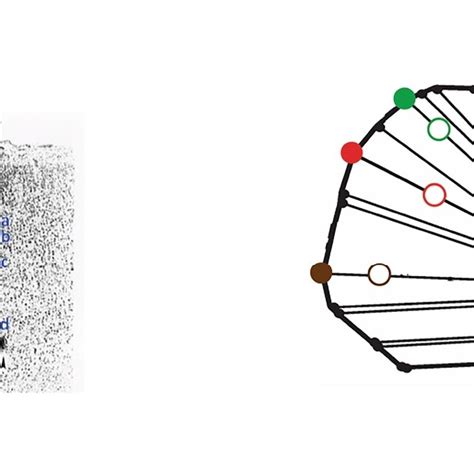 Afbeeldingsresultaten voor Columnar Organization of Visual Cortex Mouse