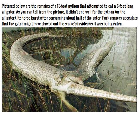 Image result for Burmese Python Eating Alligator Explodes After