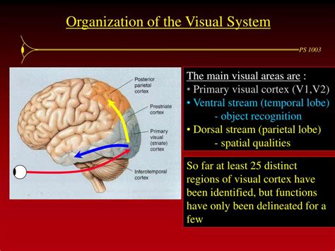 Image result for Primaray Visual Cortex