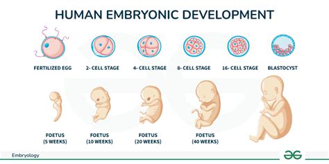 Afbeeldingsresultaten voor Normal Human Development