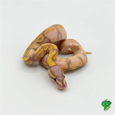 Image result for Baba Na Ivory Python
