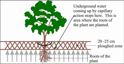 Image result for Capillary Action in a Maple Tree