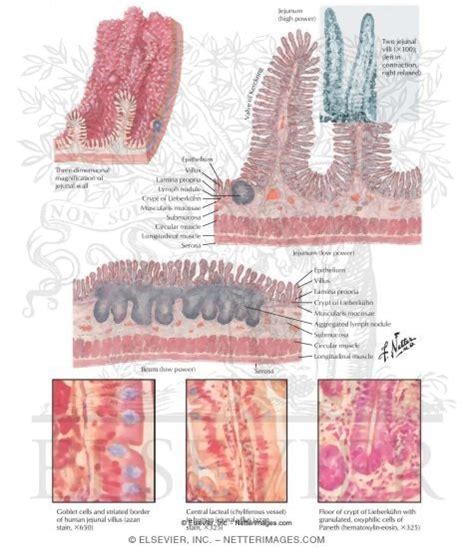 Image result for Small Intestine Microscopic View