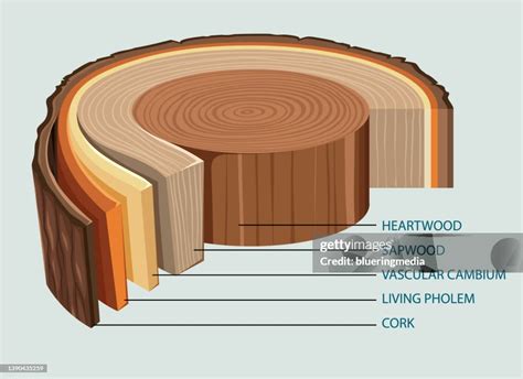 Afbeeldingsresultaten voor Tree Trunk Structure