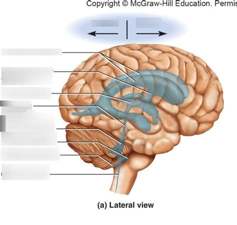 Toradh íomhá ar Python Brain Cavity