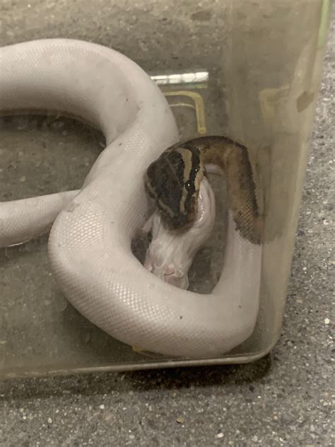 Ball Python Derpy に対する画像結果