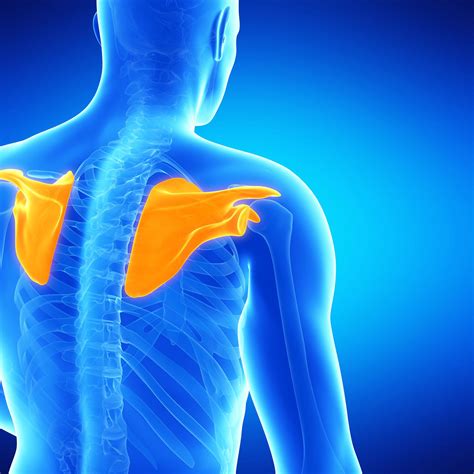 Image result for Shoulder Blade Bone