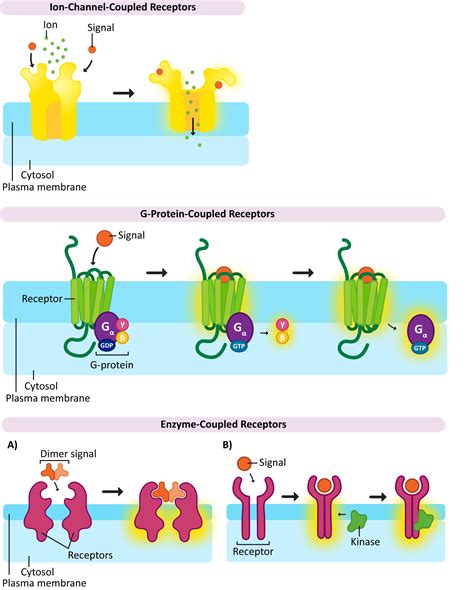 Afbeeldingsresultaten voor Cell Signaling Cascade