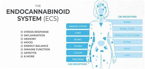 Endocannabinoid System Receptors に対する画像結果