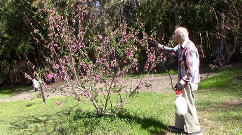 Image result for Homemade Peach Tree Spray