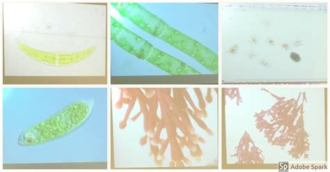 Image result for Ideal Algae Diagram