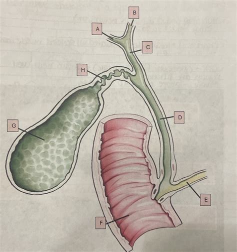 Biliary System Background に対する画像結果