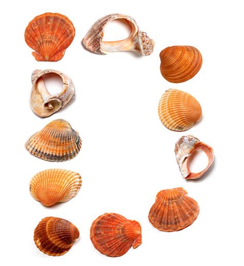 Conch Shell Varieties に対する画像結果