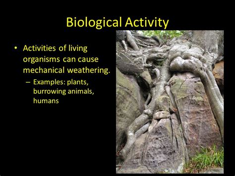 Biological Activity Examples に対する画像結果