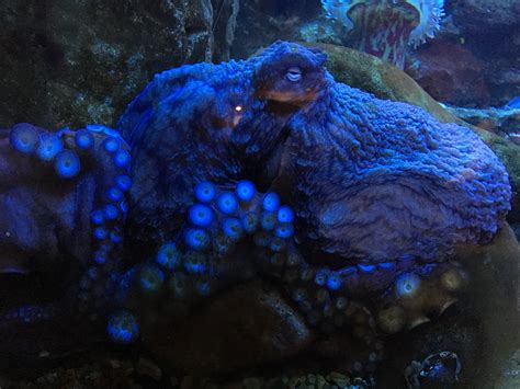 Octopus Changing Colour に対する画像結果