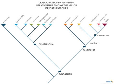 Afbeeldingsresultaten voor How Do Cladograms Work