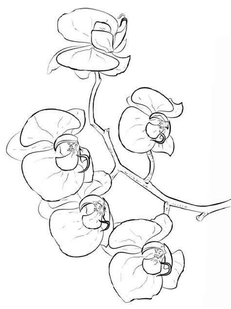 Image result for Orchid Flower Coloring Pages