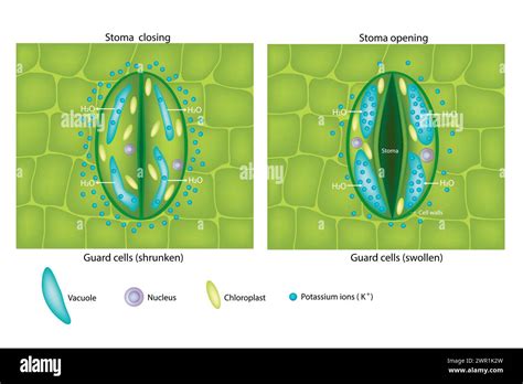 Image result for What Are Stomata and Guard Cells