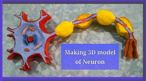 Image result for Neuron Cell Model
