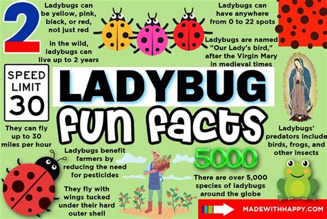 Image result for Ladybug Fun Facts for Kids
