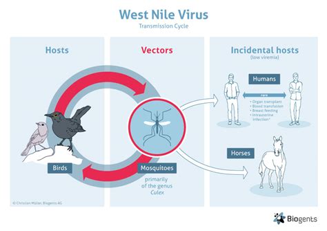 Toradh íomhá ar West Nile Virus Icon