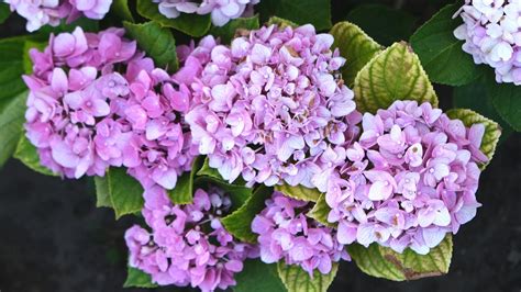 Toradh íomhá ar Briad Hydrangea Broad