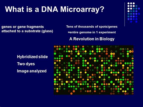 Image result for What Is DNA Microarray