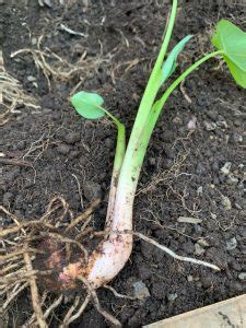 Image result for Taro Root a Crawler