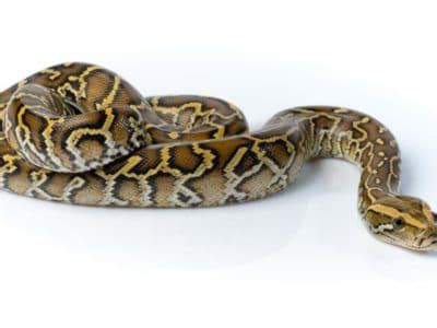 Image result for Burmese Python Characteristics