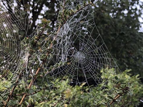 Image result for Outside Spiders