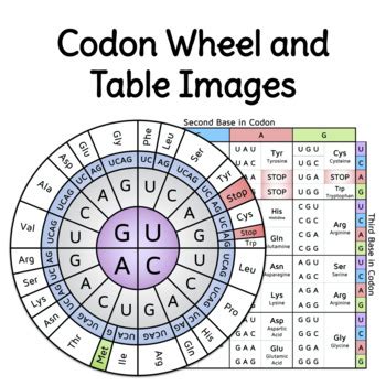 Afbeeldingsresultaten voor Codon Table Printable