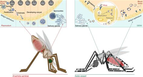 Image result for Biological Development Vector