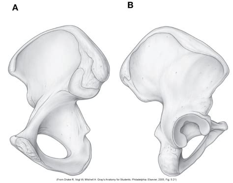 Résultat d’images pour Pelvis 2