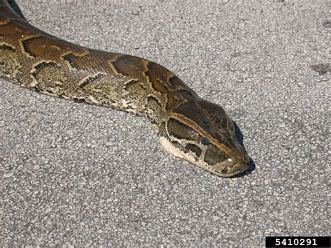 Carball Python に対する画像結果