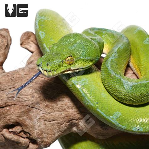Green Tree Python Growth Chart ಗಾಗಿ ಇಮೇಜ್ ಫಲಿತಾಂಶ