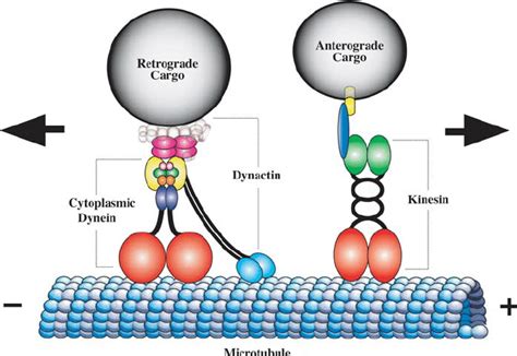 Image result for Kinesin GFP