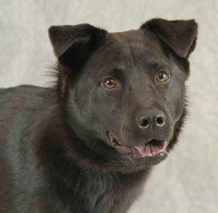 Image result for Lab Mouse Chow