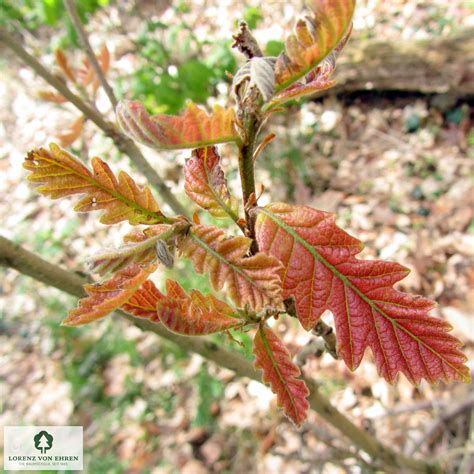 Image result for Quercus Bicolor