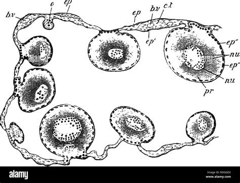 Frog Egg Cell ಗಾಗಿ ಇಮೇಜ್ ಫಲಿತಾಂಶ