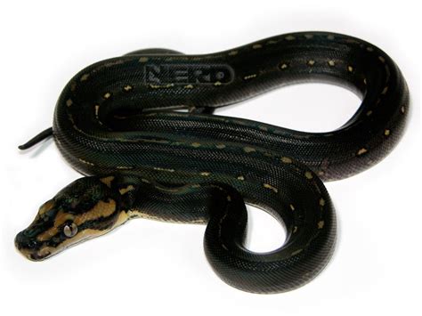 Image result for Carpet Ball Python