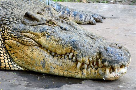 Image result for Biggest Crocodile in the Wild