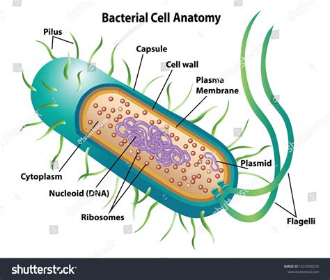Image result for Microbial Structure