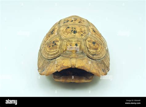 Image result for Freshwater Turtle Shell
