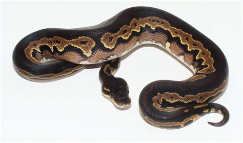 Image result for Head of Ball Python Red