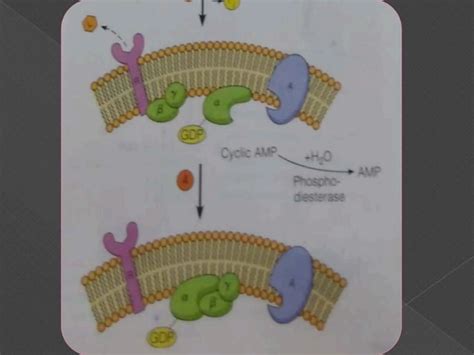 Image result for Intracellular and Extracellular Cell