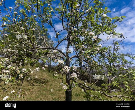 Toradh íomhá ar Apple Trees in Bllossom