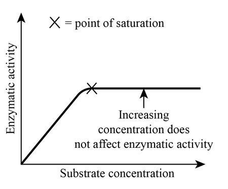 Image result for Enzyme Substrate Concentration Graph