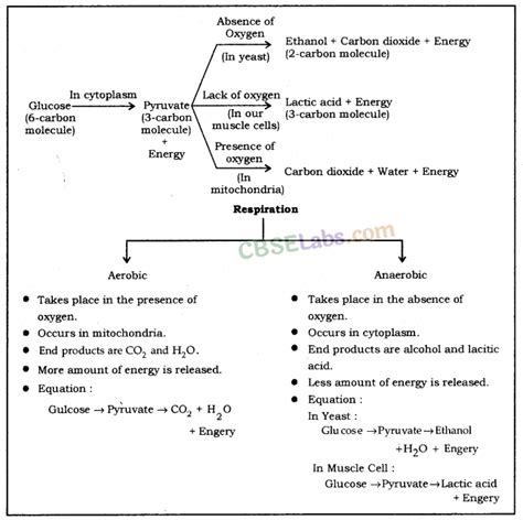 Toradh íomhá ar Class 10 Science Life Process Working of Heart Note Sheet