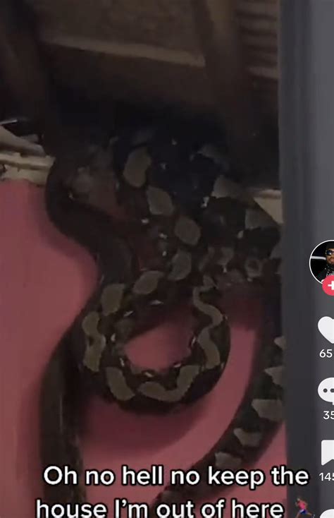 Afbeeldingsresultaten voor Nest of Python In-Ceiling